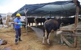 Antalya Büyükşehir Kurban Bayramı’na hazır