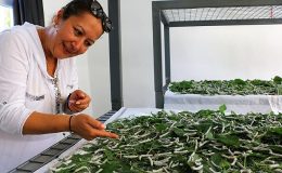 Sapadere İpek Böcekleriyle yeniden canlanıyor