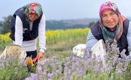 Kocaeli’de mor tarlalarda lavanta hasadı başladı
